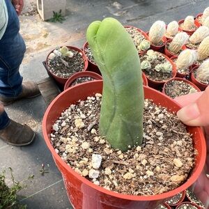 4” Penis Cactus